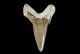 Cretaceous Cretoxyrhina Shark Tooth - Kansas #93794-1